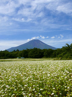 富士山16